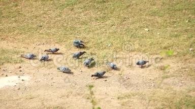 一群鸽子在草地上啄食